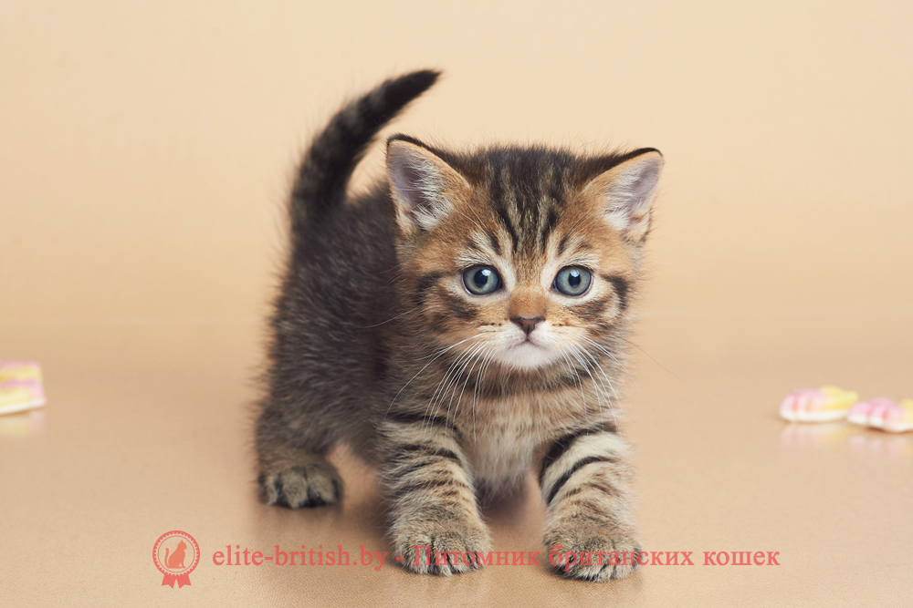 Британские котята черного пятнистого окраса, мальчик Deny (Дени), помет от 12.05.2025 Британские котята черного пятнистого окраса, мальчик Deny (Дени), помет от 12.05.2025