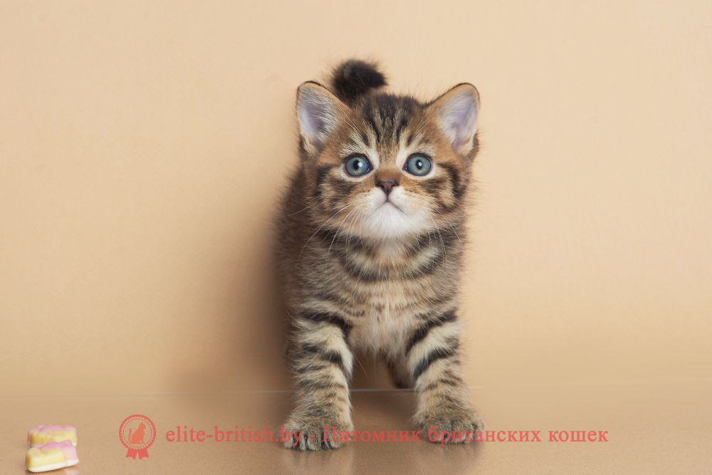 Британские котята черного пятнистого окраса, мальчик Deny (Дени), помет от 12.05.2025 Британские котята черного пятнистого окраса, мальчик Deny (Дени), помет от 12.05.2025