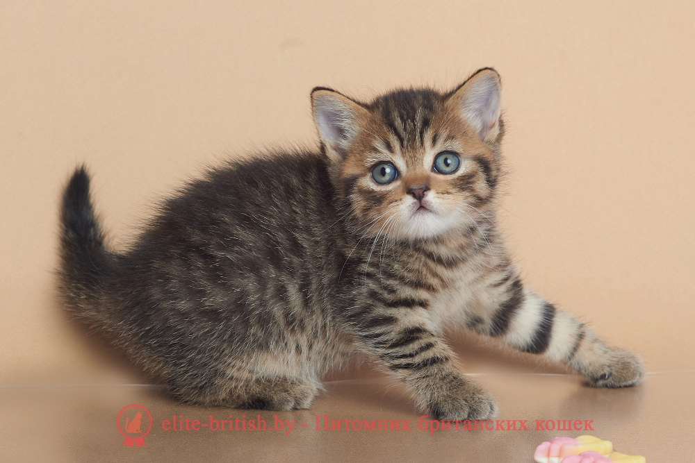 Британские котята черного пятнистого окраса, мальчик Deny (Дени), помет от 12.05.2025 британский кот пятнистый табби, пятнистый табби британец, пятнистый табби окрас британских котят, британский кот пятнистый табби окраса, пятнистый табби окрас британской кошки, британец пятнистый табби окраса, котята британцы пятнистый табби окрас, пятнистый табби окрас британских котят, серебристый пятнистый табби британец, британская пятнистый табби кошка характер, британский кот мраморного окраса, котята британцы пятнистый табби окрас, мраморные британцы котята, британские котята мраморного окраса фото, мраморный британец фото, мраморная британская кошка фото, британские кошки пятнистый табби окраса фото, британские коты пятнистый табби фото, британские котята фото пятнистый табби, британцы мрамор на серебре фото, кот британец фото пятнистый табби, британцы пятнистый табби окрас фото