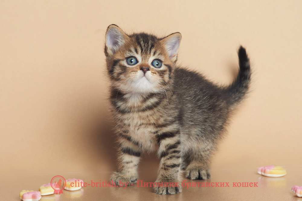 Британские котята черного пятнистого окраса, мальчик Deny (Дени), помет от 12.05.2025 Британские котята черного пятнистого окраса, мальчик Deny (Дени), помет от 12.05.2025