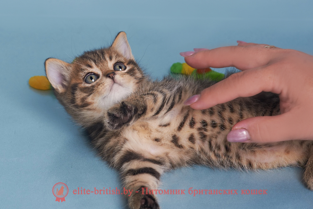 Британские котята черного пятнистого окраса, мальчик Deny (Дени), помет от 12.05.2025 Британские котята черного пятнистого окраса, мальчик Deny (Дени), помет от 12.05.2025