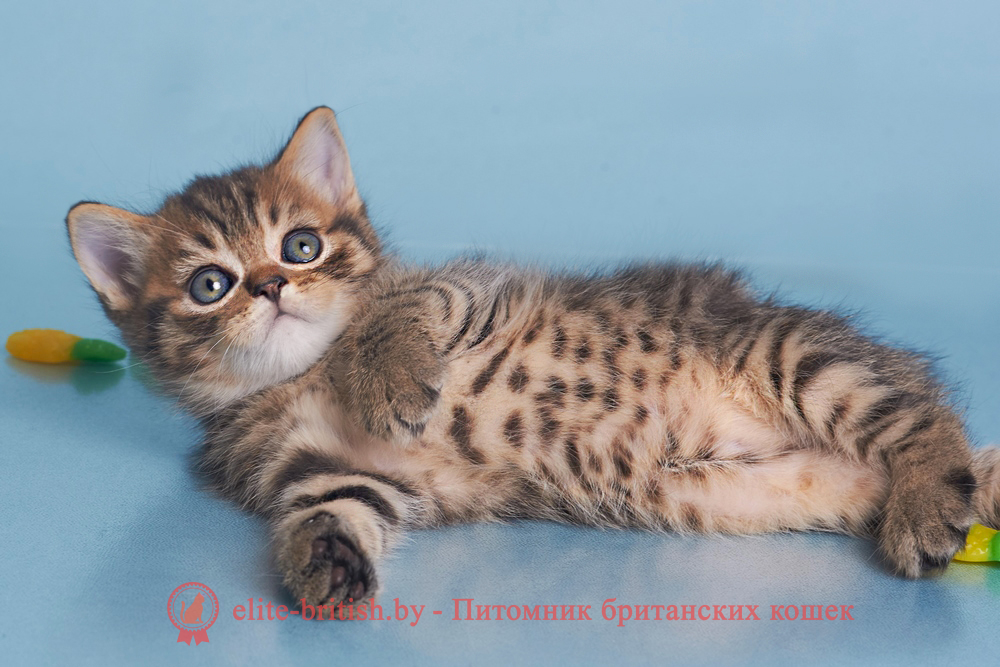 Британские котята черного пятнистого окраса, мальчик Deny (Дени), помет от 12.05.2025 Британские котята черного пятнистого окраса, мальчик Deny (Дени), помет от 12.05.2025