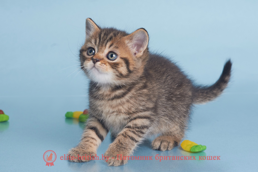 Британские котята черного пятнистого окраса, мальчик Deny (Дени), помет от 12.05.2025 Британские котята черного пятнистого окраса, мальчик Deny (Дени), помет от 12.05.2025