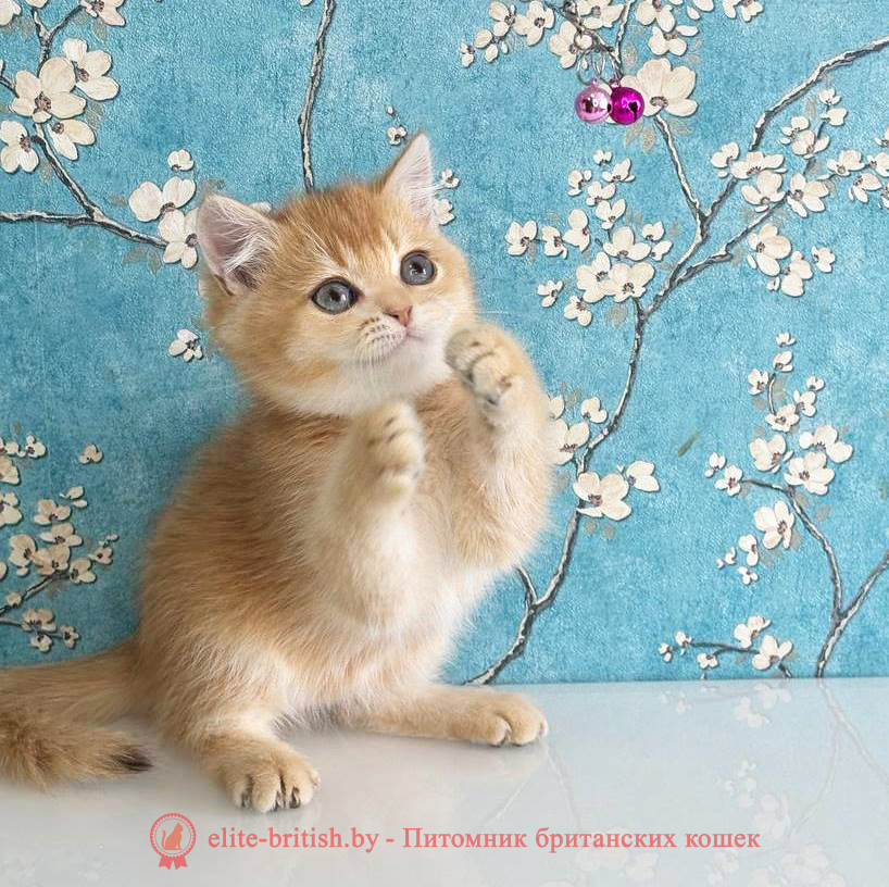 Британский котенок окраса золотая шиншилла, мальчик Nike (Найк), помет от 16.04.2025 шоколадное золото, британский шоколадный золотой котенок, золотой британец, британская кошка золотая шиншилла, британский кот шиншилла золотая, золотой тикированный британец, британец золотая шиншилла, британец золотистый, котята британские окрас золотая шиншилла, британская кошка золотая шиншилла фото, британец окрас золотая шиншилла фото, британский золотой котенок, длинношерстная британская золотая кошка, британские котята золотая шиншилла, британский золотистый кот, кот золотой британец , британцы окрас золотой, британцы окрас золотая шиншилла, котята британцы золотая шиншилла, золотистые британские котята, британские котята золотого окраса, британцы золотая шиншилла фото, золотой окрас британских кошек, британцы золотого окраса, британские котята золотого окраса, британец окрас золотая шиншилла, британские котята окраса золотая шиншилла, британская короткошерстная окраса золото