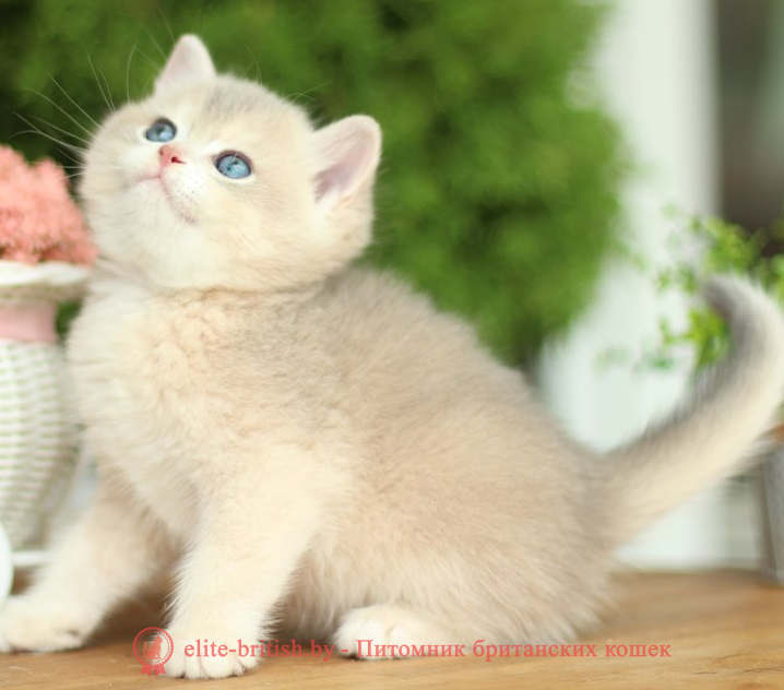 купить британского котенка, купить британца, золотой британский кот, золотые британцы фото, золотой британец, британская кошка золотая шиншилла,  британский кот шиншилла золотая, британский котенок голубое золото, британец голубой золотой, купить британского котенка, купить британца, золотой британский кот, золотые британцы фото, золотой британец, британская кошка золотая шиншилла, британский кот шиншилла золотая, золотой тикированный британец, британец золотая шиншилла, британец золотистый, котята британские окрас золотая шиншилла, британская кошка золотая шиншилла фото, британец окрас золотая шиншилла фото, британский золотой котенок, британская золотая кошка, британские котята золотая шиншилла, британский золотистый кот, кот золотой британец, британцы окрас золотой, британцы окрас золотая шиншилла, котята британцы золотая шиншилла, золотистые британские котята, британские котята золотого окраса, британцы золотая шиншилла фото, золотой окрас британских кошек, британцы золотого окраса, британские котята золотого окраса, британец окрас золотая шиншилла, британские котята окраса золотая шиншилла, питомник британских кошек золотых окрасов, британец окрас золотая шиншилла фото, затушеванный британец, серебристый затушеванный британец, кошки британские серебристые, британская короткошерстная окраса серебро, золотой тикированный британец, британская кошка тикированная, тикированный британец