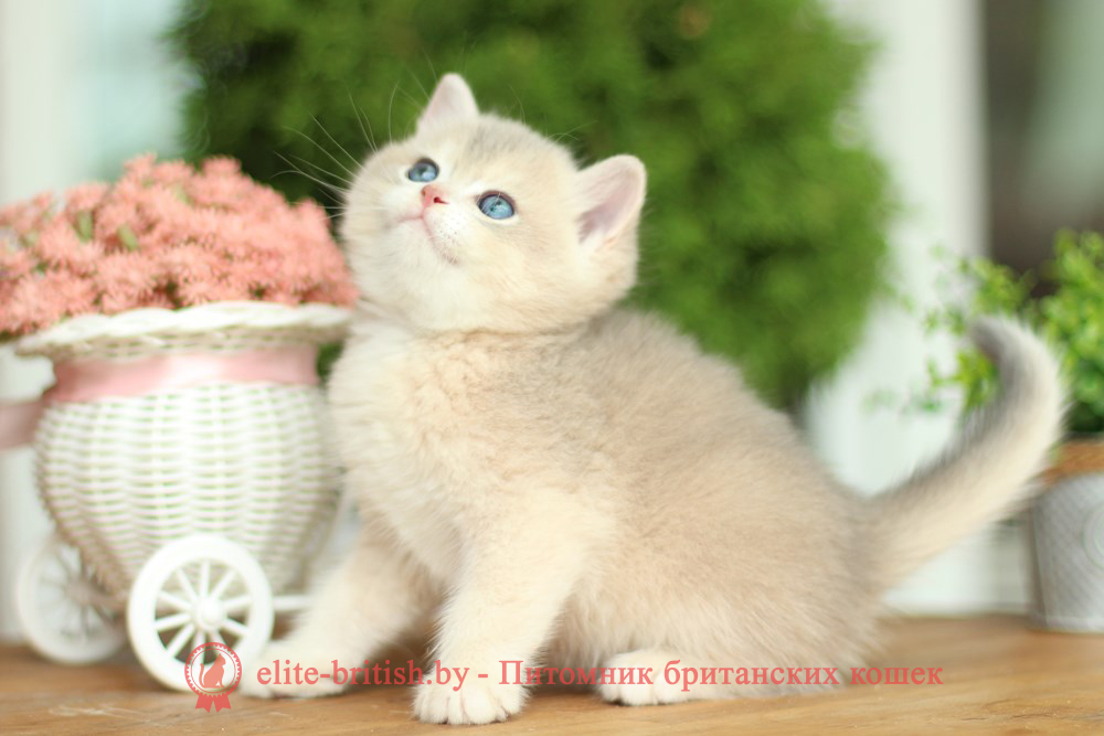 Британские котята золотая шиншилла окраса cy 12, мальчик Kvin (Квин), помет от 30.04.2025 купить британского котенка лиловое золото, купить британца лиловое золото, лиловый золотой британский кот, шиншиллы золотые лиловые британцы фото, золотой тикированный британец, британская кошка золотая шиншилла тикированная, британский кот шиншилла золотая, золотой тикированный британец, британец золотая шиншилла, британец золотистый, котята британские окрас золотая шиншилла, британская кошка золотая шиншилла фото, британец окрас золотая шиншилла фото, британский золотой котенок, британская золотая кошка, британские котята золотая шиншилла, британский золотистый кот, кот золотой британец, британцы окрас золотой