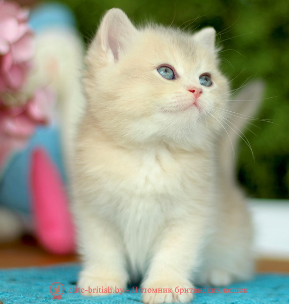 купить британского котенка, купить британца, золотой британский кот, золотые британцы фото, золотой британец, британская кошка золотая шиншилла,  британский кот шиншилла золотая, британский котенок голубое золото, британец голубой золотой, купить британского котенка, купить британца, золотой британский кот, золотые британцы фото, золотой британец, британская кошка золотая шиншилла, британский кот шиншилла золотая, золотой тикированный британец, британец золотая шиншилла, британец золотистый, котята британские окрас золотая шиншилла, британская кошка золотая шиншилла фото, британец окрас золотая шиншилла фото, британский золотой котенок, британская золотая кошка, британские котята золотая шиншилла, британский золотистый кот, кот золотой британец, британцы окрас золотой, британцы окрас золотая шиншилла, котята британцы золотая шиншилла, золотистые британские котята, британские котята золотого окраса, британцы золотая шиншилла фото, золотой окрас британских кошек, британцы золотого окраса, британские котята золотого окраса, британец окрас золотая шиншилла, британские котята окраса золотая шиншилла, питомник британских кошек золотых окрасов, британец окрас золотая шиншилла фото, затушеванный британец, серебристый затушеванный британец, кошки британские серебристые, британская короткошерстная окраса серебро, золотой тикированный британец, британская кошка тикированная, тикированный британец