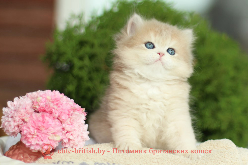 Британские котята золотая шиншилла - окраса голубое золото, девочка Karolyn (Каролин), помет от 30.04.2025 купить британского котенка голубое золото, купить британца голубое золото, голубой золотой британский кот, шиншиллы золотые голубые британцы фото, золотой тикированный британец, британская кошка золотая шиншилла тикированная, британский кот шиншилла золотая, золотой тикированный британец, британец золотая шиншилла, британец золотистый, котята британские окрас золотая шиншилла, британская кошка золотая шиншилла фото, британец окрас золотая шиншилла фото, британский золотой котенок, британская золотая кошка, британские котята золотая шиншилла, британский золотистый кот, кот золотой британец, британцы окрас золотой