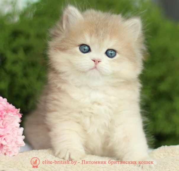купить британского котенка, купить британца, золотой британский кот, золотые британцы фото, золотой британец, британская кошка золотая шиншилла,  британский кот шиншилла золотая, британский котенок голубое золото, британец голубой золотой, купить британского котенка, купить британца, золотой британский кот, золотые британцы фото, золотой британец, британская кошка золотая шиншилла, британский кот шиншилла золотая, золотой тикированный британец, британец золотая шиншилла, британец золотистый, котята британские окрас золотая шиншилла, британская кошка золотая шиншилла фото, британец окрас золотая шиншилла фото, британский золотой котенок, британская золотая кошка, британские котята золотая шиншилла, британский золотистый кот, кот золотой британец, британцы окрас золотой, британцы окрас золотая шиншилла, котята британцы золотая шиншилла, золотистые британские котята, британские котята золотого окраса, британцы золотая шиншилла фото, золотой окрас британских кошек, британцы золотого окраса, британские котята золотого окраса, британец окрас золотая шиншилла, британские котята окраса золотая шиншилла, питомник британских кошек золотых окрасов, британец окрас золотая шиншилла фото, затушеванный британец, серебристый затушеванный британец, кошки британские серебристые, британская короткошерстная окраса серебро, золотой тикированный британец, британская кошка тикированная, тикированный британец