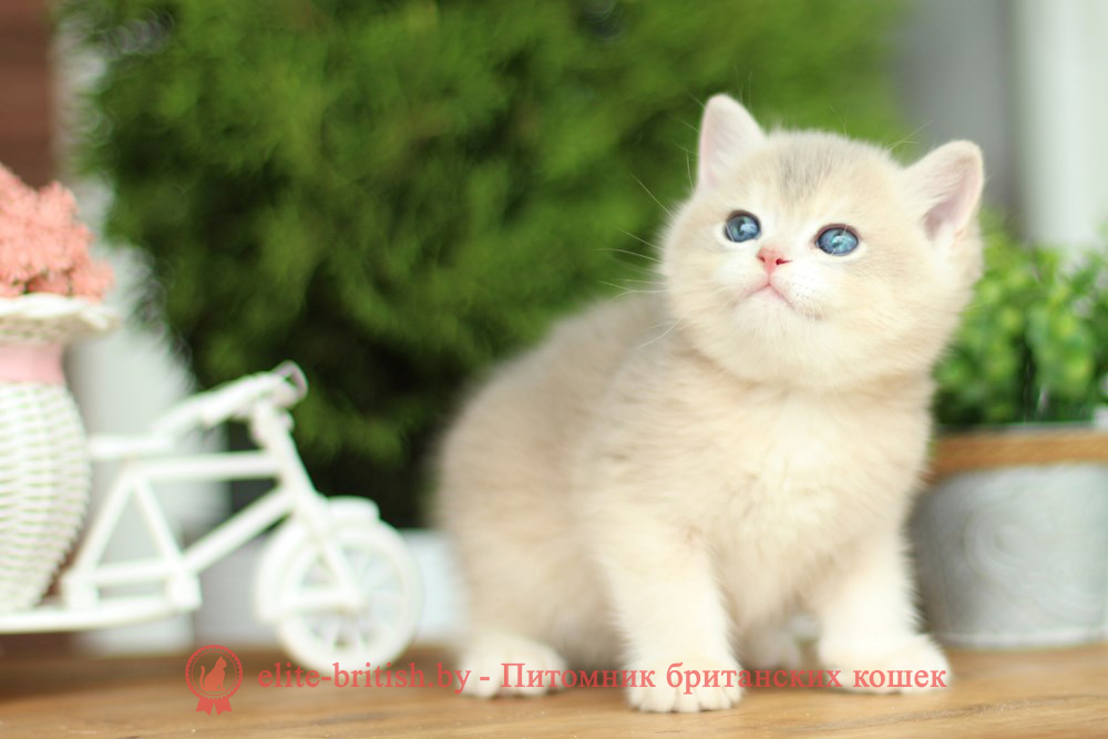 Британские котята золотая шиншилла окраса cy 12, мальчик Kvin (Квин), помет от 30.04.2025 купить британского котенка лиловое золото, купить британца лиловое золото, лиловый золотой британский кот, шиншиллы золотые лиловые британцы фото, золотой тикированный британец, британская кошка золотая шиншилла тикированная, британский кот шиншилла золотая, золотой тикированный британец, британец золотая шиншилла, британец золотистый, котята британские окрас золотая шиншилла, британская кошка золотая шиншилла фото, британец окрас золотая шиншилла фото, британский золотой котенок, британская золотая кошка, британские котята золотая шиншилла, британский золотистый кот, кот золотой британец, британцы окрас золотой