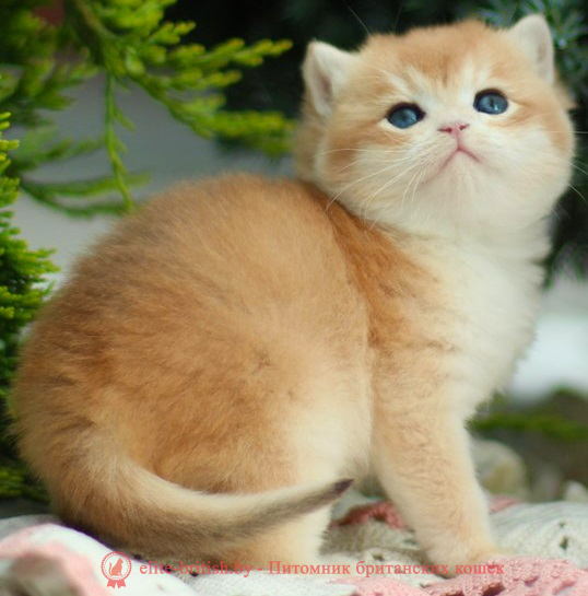 купить британского котенка, купить британца, золотой британский кот, золотые британцы фото, золотой британец, британская кошка золотая шиншилла,  британский кот шиншилла золотая, золотой тикированный британец, британец золотая шиншилла, британец золотистый,  котята британские окрас золотая шиншилла, британская кошка золотая шиншилла фото, британец окрас золотая шиншилла фото, британский золотой котенок, длинношерстная британская золотая кошка, британские котята золотая шиншилла, британский золотистый кот, кот золотой британец , британцы окрас золотой, британцы окрас золотая шиншилла, котята британцы золотая шиншилла, золотистые британские котята, британские котята золотого окраса, британцы золотая шиншилла фото, золотой окрас британских кошек, британцы золотого окраса, британские котята золотого окраса, британец окрас золотая шиншилла, британские котята окраса золотая шиншилла,  британская короткошерстная окраса золото
