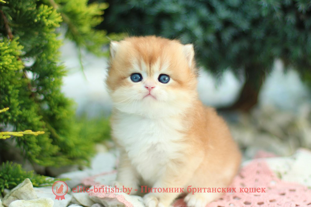 Британские котята золотая шиншилла, мальчик Lark (Ларк), помет от 18.05.2025 золотой британский кот, золотые британцы фото, золотой британец, британская кошка золотая шиншилла, британский кот шиншилла золотая, золотой тикированный британец, британец золотая шиншилла, британец золотистый, котята британские окрас золотая шиншилла, британская кошка золотая шиншилла фото, британец окрас золотая шиншилла фото, британский золотой котенок, длинношерстная британская золотая кошка, британские котята золотая шиншилла, британский золотистый кот, кот золотой британец , британцы окрас золотой, британцы окрас золотая шиншилла, котята британцы золотая шиншилла, золотистые британские котята, британские котята золотого окраса, британцы золотая шиншилла фото, золотой окрас британских кошек, британцы золотого окраса, британские котята золотого окраса, британец окрас золотая шиншилла, британские котята окраса золотая шиншилла, британская короткошерстная окраса золото