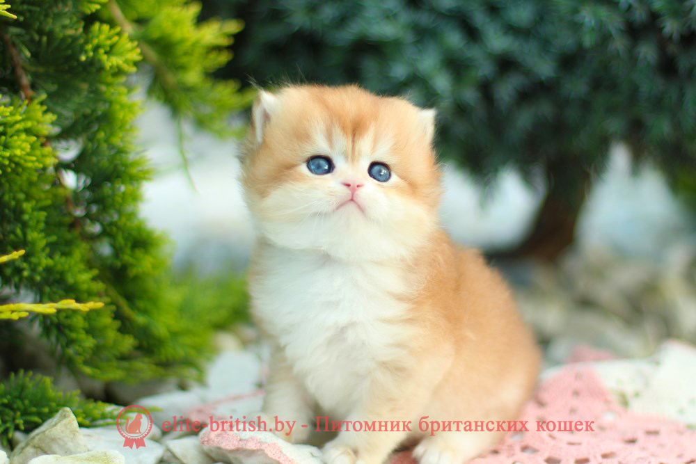Британские котята золотая шиншилла, мальчик Lark (Ларк), помет от 18.05.2025 золотой британский кот, золотые британцы фото, золотой британец, британская кошка золотая шиншилла, британский кот шиншилла золотая, золотой тикированный британец, британец золотая шиншилла, британец золотистый, котята британские окрас золотая шиншилла, британская кошка золотая шиншилла фото, британец окрас золотая шиншилла фото, британский золотой котенок, длинношерстная британская золотая кошка, британские котята золотая шиншилла, британский золотистый кот, кот золотой британец , британцы окрас золотой, британцы окрас золотая шиншилла, котята британцы золотая шиншилла, золотистые британские котята, британские котята золотого окраса, британцы золотая шиншилла фото, золотой окрас британских кошек, британцы золотого окраса, британские котята золотого окраса, британец окрас золотая шиншилла, британские котята окраса золотая шиншилла, британская короткошерстная окраса золото