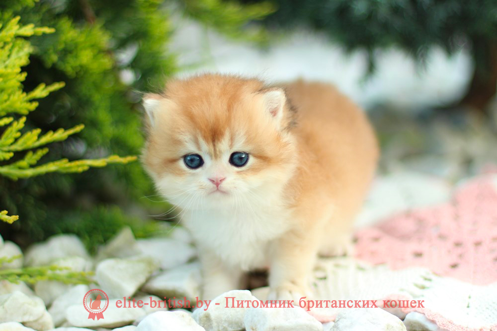 золотой британский кот, золотые британцы фото, золотой британец, британская кошка золотая шиншилла, британский кот шиншилла золотая, золотой тикированный британец, британец золотая шиншилла, британец золотистый, котята британские окрас золотая шиншилла, британская кошка золотая шиншилла фото, британец окрас золотая шиншилла фото, британский золотой котенок, длинношерстная британская золотая кошка, британские котята золотая шиншилла, британский золотистый кот, кот золотой британец , британцы окрас золотой, британцы окрас золотая шиншилла, котята британцы золотая шиншилла, золотистые британские котята, британские котята золотого окраса, британцы золотая шиншилла фото, золотой окрас британских кошек, британцы золотого окраса, британские котята золотого окраса, британец окрас золотая шиншилла, британские котята окраса золотая шиншилла, британская короткошерстная окраса золото