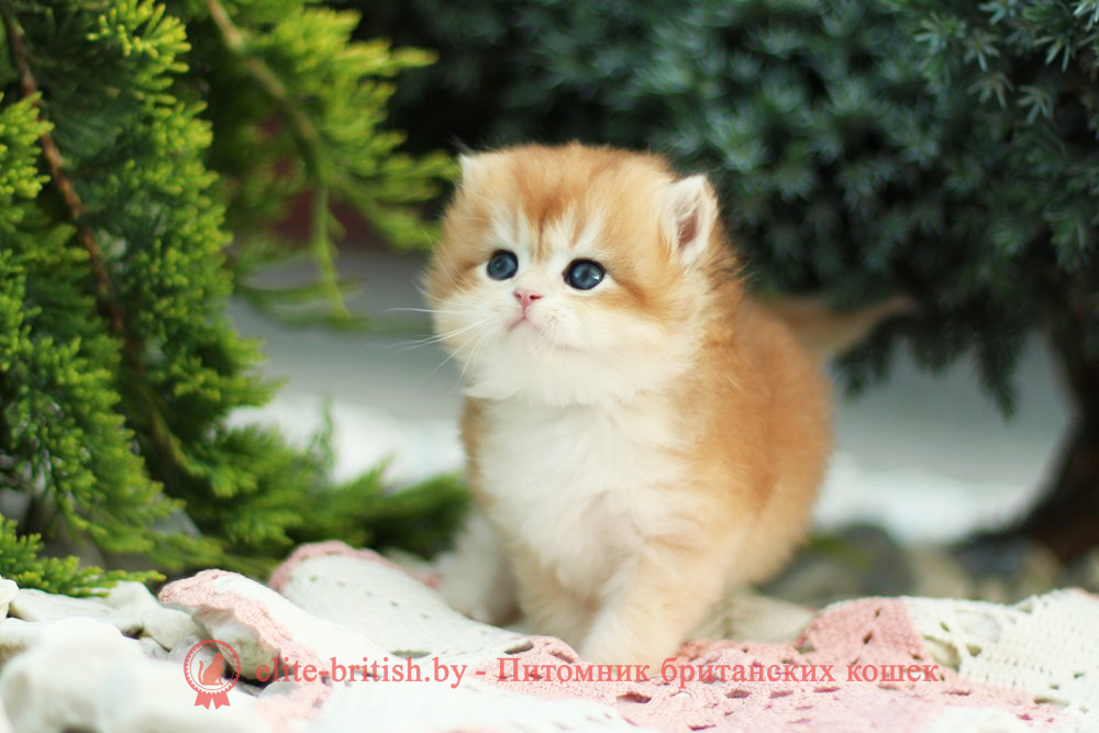 Британские котята золотая шиншилла, мальчик Lark (Ларк), помет от 18.05.2025 золотой британский кот, золотые британцы фото, золотой британец, британская кошка золотая шиншилла, британский кот шиншилла золотая, золотой тикированный британец, британец золотая шиншилла, британец золотистый, котята британские окрас золотая шиншилла, британская кошка золотая шиншилла фото, британец окрас золотая шиншилла фото, британский золотой котенок, длинношерстная британская золотая кошка, британские котята золотая шиншилла, британский золотистый кот, кот золотой британец , британцы окрас золотой, британцы окрас золотая шиншилла, котята британцы золотая шиншилла, золотистые британские котята, британские котята золотого окраса, британцы золотая шиншилла фото, золотой окрас британских кошек, британцы золотого окраса, британские котята золотого окраса, британец окрас золотая шиншилла, британские котята окраса золотая шиншилла, британская короткошерстная окраса золото