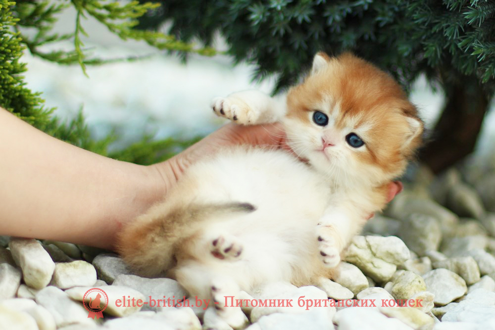 Британские котята золотая шиншилла, мальчик Lark (Ларк), помет от 18.05.2025 золотой британский кот, золотые британцы фото, золотой британец, британская кошка золотая шиншилла, британский кот шиншилла золотая, золотой тикированный британец, британец золотая шиншилла, британец золотистый, котята британские окрас золотая шиншилла, британская кошка золотая шиншилла фото, британец окрас золотая шиншилла фото, британский золотой котенок, длинношерстная британская золотая кошка, британские котята золотая шиншилла, британский золотистый кот, кот золотой британец , британцы окрас золотой, британцы окрас золотая шиншилла, котята британцы золотая шиншилла, золотистые британские котята, британские котята золотого окраса, британцы золотая шиншилла фото, золотой окрас британских кошек, британцы золотого окраса, британские котята золотого окраса, британец окрас золотая шиншилла, британские котята окраса золотая шиншилла, британская короткошерстная окраса золото