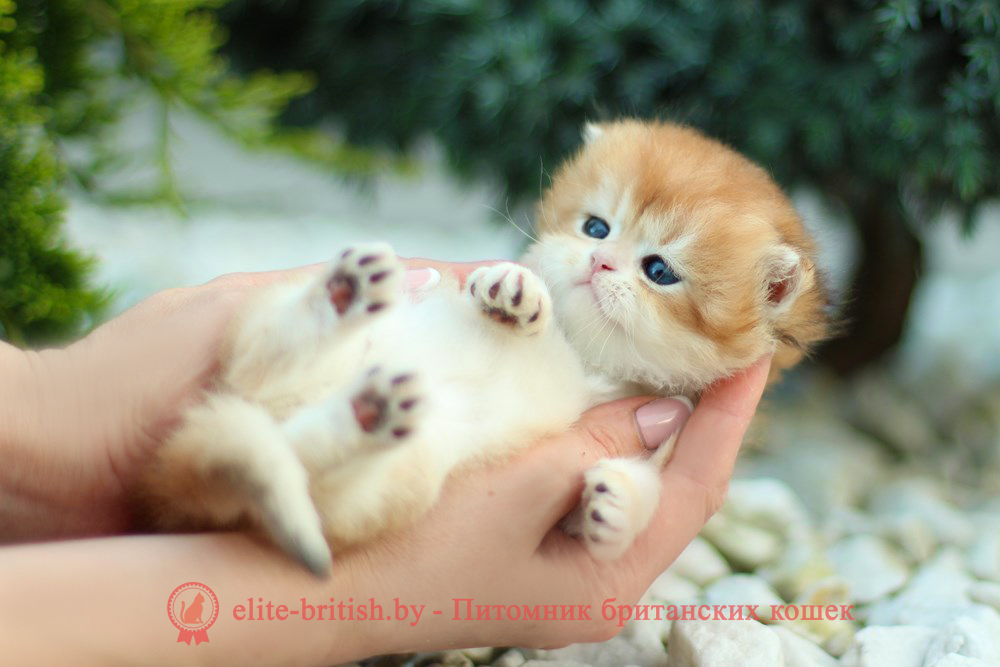 Британские котята золотая шиншилла, мальчик Lark (Ларк), помет от 18.05.2025 золотой британский кот, золотые британцы фото, золотой британец, британская кошка золотая шиншилла, британский кот шиншилла золотая, золотой тикированный британец, британец золотая шиншилла, британец золотистый, котята британские окрас золотая шиншилла, британская кошка золотая шиншилла фото, британец окрас золотая шиншилла фото, британский золотой котенок, длинношерстная британская золотая кошка, британские котята золотая шиншилла, британский золотистый кот, кот золотой британец , британцы окрас золотой, британцы окрас золотая шиншилла, котята британцы золотая шиншилла, золотистые британские котята, британские котята золотого окраса, британцы золотая шиншилла фото, золотой окрас британских кошек, британцы золотого окраса, британские котята золотого окраса, британец окрас золотая шиншилла, британские котята окраса золотая шиншилла, британская короткошерстная окраса золото