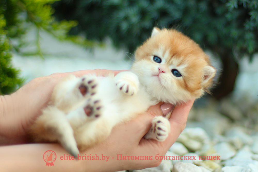 Британские котята золотая шиншилла, мальчик Lark (Ларк), помет от 18.05.2025 золотой британский кот, золотые британцы фото, золотой британец, британская кошка золотая шиншилла, британский кот шиншилла золотая, золотой тикированный британец, британец золотая шиншилла, британец золотистый, котята британские окрас золотая шиншилла, британская кошка золотая шиншилла фото, британец окрас золотая шиншилла фото, британский золотой котенок, длинношерстная британская золотая кошка, британские котята золотая шиншилла, британский золотистый кот, кот золотой британец , британцы окрас золотой, британцы окрас золотая шиншилла, котята британцы золотая шиншилла, золотистые британские котята, британские котята золотого окраса, британцы золотая шиншилла фото, золотой окрас британских кошек, британцы золотого окраса, британские котята золотого окраса, британец окрас золотая шиншилла, британские котята окраса золотая шиншилла, британская короткошерстная окраса золото
