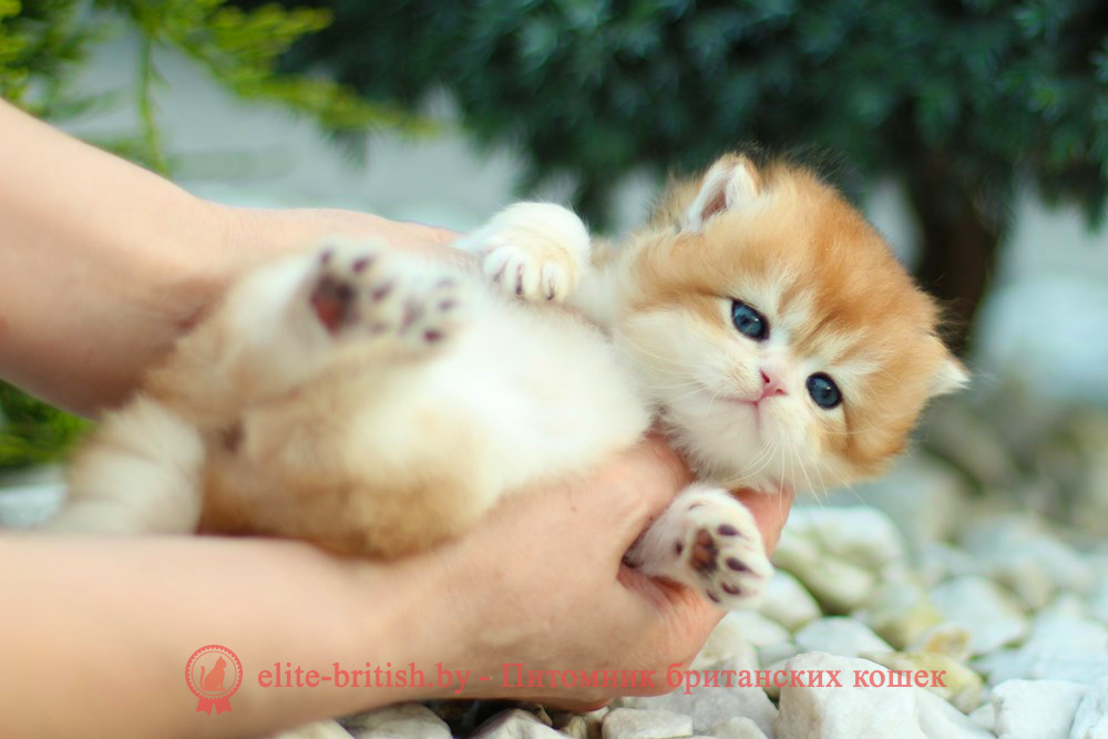 Британские котята золотая шиншилла, мальчик Lark (Ларк), помет от 18.05.2025 золотой британский кот, золотые британцы фото, золотой британец, британская кошка золотая шиншилла, британский кот шиншилла золотая, золотой тикированный британец, британец золотая шиншилла, британец золотистый, котята британские окрас золотая шиншилла, британская кошка золотая шиншилла фото, британец окрас золотая шиншилла фото, британский золотой котенок, длинношерстная британская золотая кошка, британские котята золотая шиншилла, британский золотистый кот, кот золотой британец , британцы окрас золотой, британцы окрас золотая шиншилла, котята британцы золотая шиншилла, золотистые британские котята, британские котята золотого окраса, британцы золотая шиншилла фото, золотой окрас британских кошек, британцы золотого окраса, британские котята золотого окраса, британец окрас золотая шиншилла, британские котята окраса золотая шиншилла, британская короткошерстная окраса золото