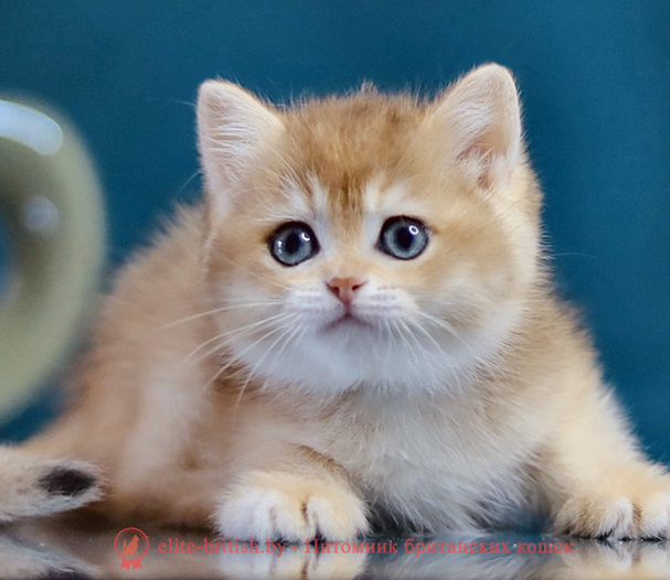 купить британского котенка, купить британца, золотой британский кот, золотые британцы фото, золотой британец, британская кошка золотая шиншилла,  британский кот шиншилла золотая, золотой тикированный британец, британец золотая шиншилла, британец золотистый,  котята британские окрас золотая шиншилла, британская кошка золотая шиншилла фото, британец окрас золотая шиншилла фото, британский золотой котенок, длинношерстная британская золотая кошка, британские котята золотая шиншилла, британский золотистый кот, кот золотой британец , британцы окрас золотой, британцы окрас золотая шиншилла, котята британцы золотая шиншилла, золотистые британские котята, британские котята золотого окраса, британцы золотая шиншилла фото, золотой окрас британских кошек, британцы золотого окраса, британские котята золотого окраса, британец окрас золотая шиншилла, британские котята окраса золотая шиншилла,  британская короткошерстная окраса золото