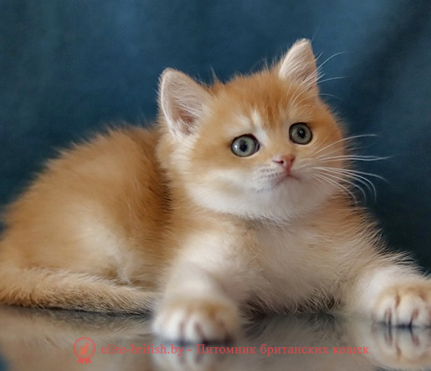 купить британского котенка, купить британца, золотой британский кот, золотые британцы фото, золотой британец, британская кошка золотая шиншилла,  британский кот шиншилла золотая, золотой тикированный британец, британец золотая шиншилла, британец золотистый,  котята британские окрас золотая шиншилла, британская кошка золотая шиншилла фото, британец окрас золотая шиншилла фото, британский золотой котенок, длинношерстная британская золотая кошка, британские котята золотая шиншилла, британский золотистый кот, кот золотой британец , британцы окрас золотой, британцы окрас золотая шиншилла, котята британцы золотая шиншилла, золотистые британские котята, британские котята золотого окраса, британцы золотая шиншилла фото, золотой окрас британских кошек, британцы золотого окраса, британские котята золотого окраса, британец окрас золотая шиншилла, британские котята окраса золотая шиншилла,  британская короткошерстная окраса золото