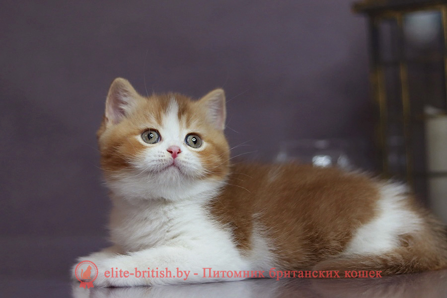 Victor (Виктор)Британский котенок циннамон биколор тикированный окрас, мальчик Victor (Виктор), помет от 7.04.2025 циннамон биколор британская кошка, кот британский циннамон биколор, британский котенок циннамон биколор , шоколадный ван британец, циннамон биколор британец, британские котята циннамон фото, британцы циннамон фото, циннамон британская кошка, кот британский циннамон арелекин, британский котенок , циннамон арелекин британец, британец, британские котята фото, британцы фото