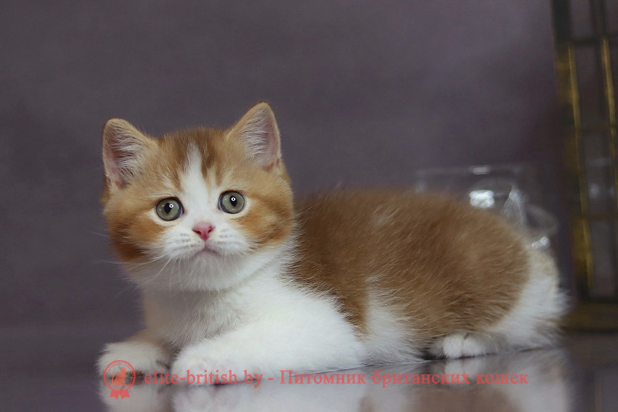 Victor (Виктор)Британский котенок циннамон биколор тикированный окрас, мальчик Victor (Виктор), помет от 7.04.2025 циннамон биколор британская кошка, кот британский циннамон биколор, британский котенок циннамон биколор , шоколадный ван британец, циннамон биколор британец, британские котята циннамон фото, британцы циннамон фото, циннамон британская кошка, кот британский циннамон арелекин, британский котенок , циннамон арелекин британец, британец, британские котята фото, британцы фото