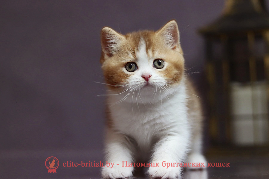 Victor (Виктор)Британский котенок циннамон биколор тикированный окрас, мальчик Victor (Виктор), помет от 7.04.2025 циннамон биколор британская кошка, кот британский циннамон биколор, британский котенок циннамон биколор , шоколадный ван британец, циннамон биколор британец, британские котята циннамон фото, британцы циннамон фото, циннамон британская кошка, кот британский циннамон арелекин, британский котенок , циннамон арелекин британец, британец, британские котята фото, британцы фото