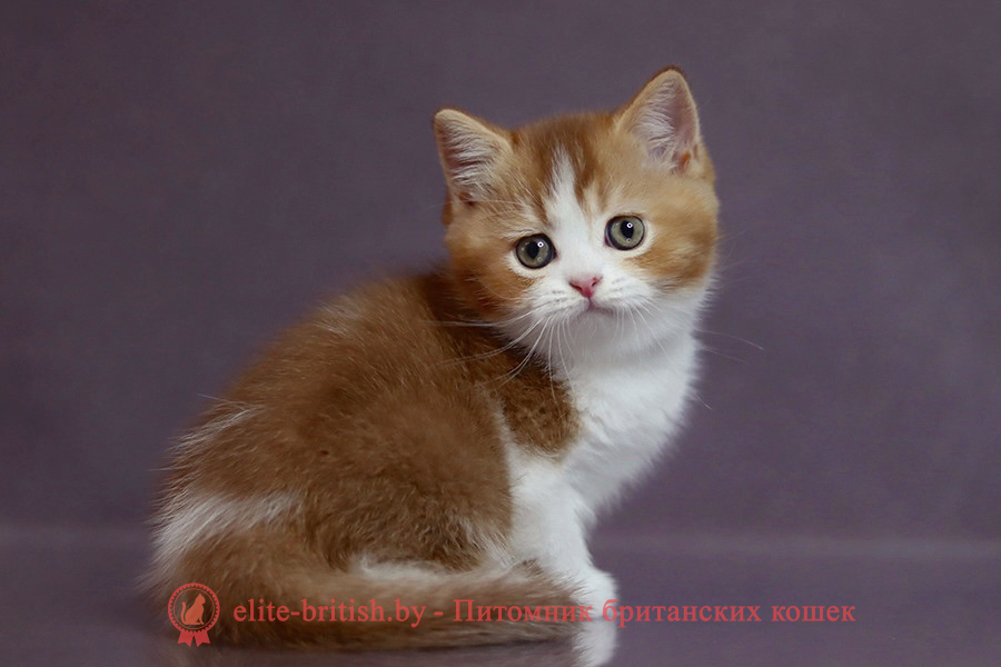 Victor (Виктор)Британский котенок циннамон биколор тикированный окрас, мальчик Victor (Виктор), помет от 7.04.2025 циннамон биколор британская кошка, кот британский циннамон биколор, британский котенок циннамон биколор , шоколадный ван британец, циннамон биколор британец, британские котята циннамон фото, британцы циннамон фото, циннамон британская кошка, кот британский циннамон арелекин, британский котенок , циннамон арелекин британец, британец, британские котята фото, британцы фото