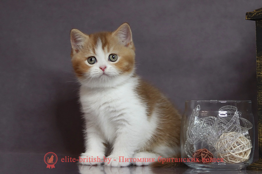 Victor (Виктор)Британский котенок циннамон биколор тикированный окрас, мальчик Victor (Виктор), помет от 7.04.2025 циннамон биколор британская кошка, кот британский циннамон биколор, британский котенок циннамон биколор , шоколадный ван британец, циннамон биколор британец, британские котята циннамон фото, британцы циннамон фото, циннамон британская кошка, кот британский циннамон арелекин, британский котенок , циннамон арелекин британец, британец, британские котята фото, британцы фото