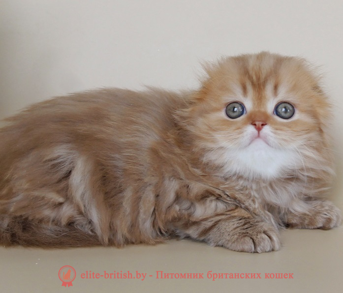 купить вислоухого котенка, купить скоттиш фолд, шоколадные вислоухие, шотландские фото, шотландские вислоухие кошки циннамон окраса фото, вислоухий циннамон кот мраморный, мраморный циннамон вислоухий шотландский, мраморный окрас шотландских котят циннамон, вислоухий шотландский кот циннамон мраморного окраса, мраморный окрас шотландской кошки, вислоухий циннамон шотландский мраморного окраса, котята шотландцы мраморный окрас, мраморный окрас скоттиш фолд котят, вислоухий мраморный фолд