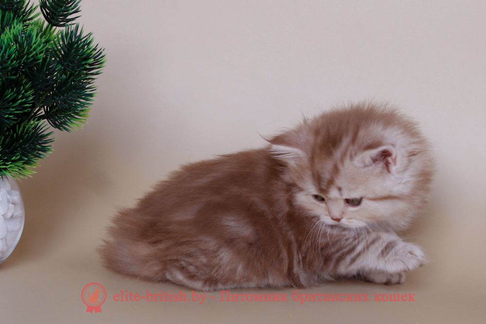 Шотландские котята циннамон мраморного окраса, девочка Leyla (Лейла), помет от 20.04.2025 купить вислоухого котенка, купить скоттиш фолд, шоколадные вислоухие, шотландские фото, шотландские вислоухие кошки циннамон окраса фото, вислоухий циннамон кот мраморный, мраморный циннамон вислоухий шотландский, мраморный окрас шотландских котят циннамон, вислоухий шотландский кот циннамон мраморного окраса, мраморный окрас шотландской кошки, вислоухий циннамон шотландский мраморного окраса, котята шотландцы мраморный окрас, мраморный окрас скоттиш фолд котят, вислоухий мраморный фолд