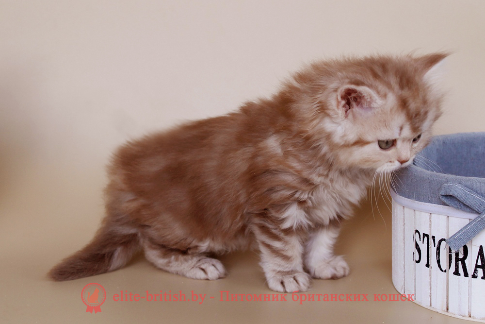 Шотландские котята циннамон мраморного окраса, девочка Leyla (Лейла), помет от 20.04.2025 купить вислоухого котенка, купить скоттиш фолд, шоколадные вислоухие, шотландские фото, шотландские вислоухие кошки циннамон окраса фото, вислоухий циннамон кот мраморный, мраморный циннамон вислоухий шотландский, мраморный окрас шотландских котят циннамон, вислоухий шотландский кот циннамон мраморного окраса, мраморный окрас шотландской кошки, вислоухий циннамон шотландский мраморного окраса, котята шотландцы мраморный окрас, мраморный окрас скоттиш фолд котят, вислоухий мраморный фолд