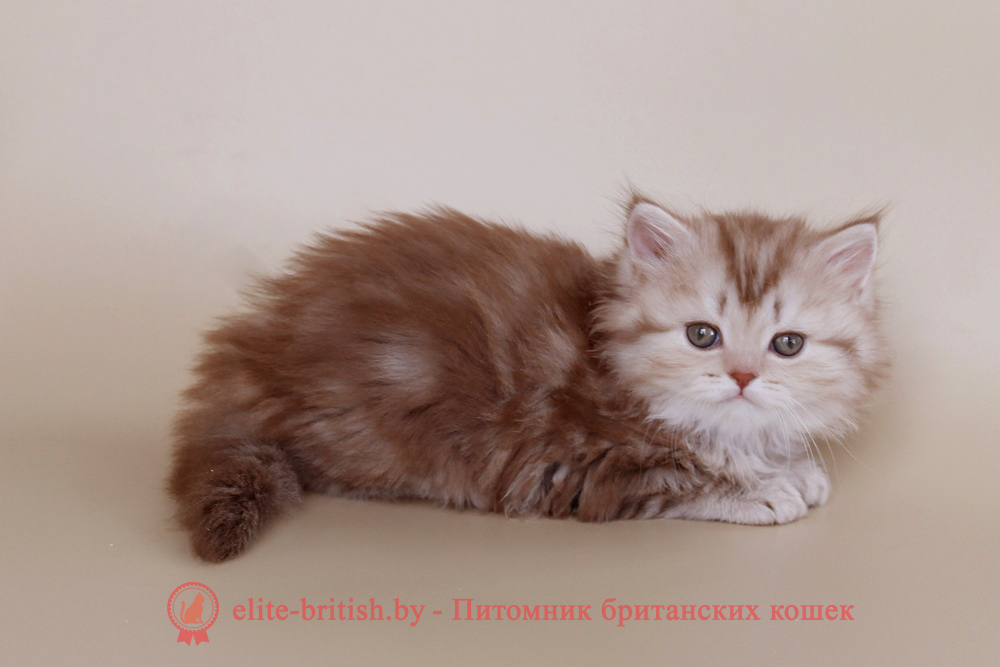 Шотландские котята циннамон мраморного окраса, девочка Leyla (Лейла), помет от 20.04.2025 купить вислоухого котенка, купить скоттиш фолд, шоколадные вислоухие, шотландские фото, шотландские вислоухие кошки циннамон окраса фото, вислоухий циннамон кот мраморный, мраморный циннамон вислоухий шотландский, мраморный окрас шотландских котят циннамон, вислоухий шотландский кот циннамон мраморного окраса, мраморный окрас шотландской кошки, вислоухий циннамон шотландский мраморного окраса, котята шотландцы мраморный окрас, мраморный окрас скоттиш фолд котят, вислоухий мраморный фолд