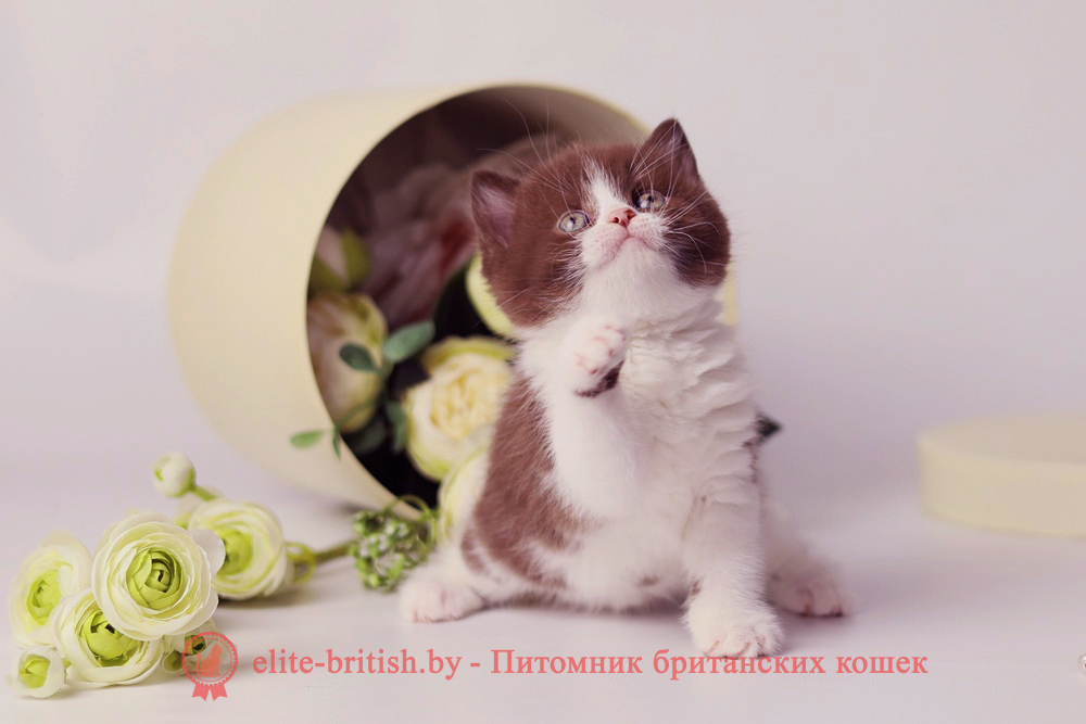 Британский котенок шоколад биколор окраса, девочка Udjina (Юджина), помет от 24.04.2025 шоколадные британцы фото, британские кошки шоколадного окраса фото, британские шоколадные котята фото, британские кошки шоколадный окрас, шоколадный британец, британская шоколадная кошка фото, британский шоколадный кот фото, купить британского котенка шоколадного окраса, котенок британец шоколадный? биколор британец, биколор британец, британские котята биколор фото, британцы биколор фото