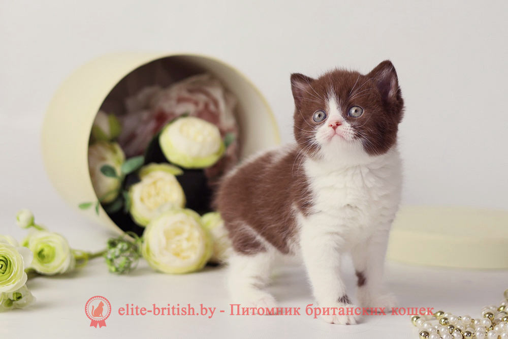 Британский котенок шоколад биколор окраса, девочка Udjina (Юджина), помет от 24.04.2025 шоколадные британцы фото, британские кошки шоколадного окраса фото, британские шоколадные котята фото, британские кошки шоколадный окрас, шоколадный британец, британская шоколадная кошка фото, британский шоколадный кот фото, купить британского котенка шоколадного окраса, котенок британец шоколадный? биколор британец, биколор британец, британские котята биколор фото, британцы биколор фото