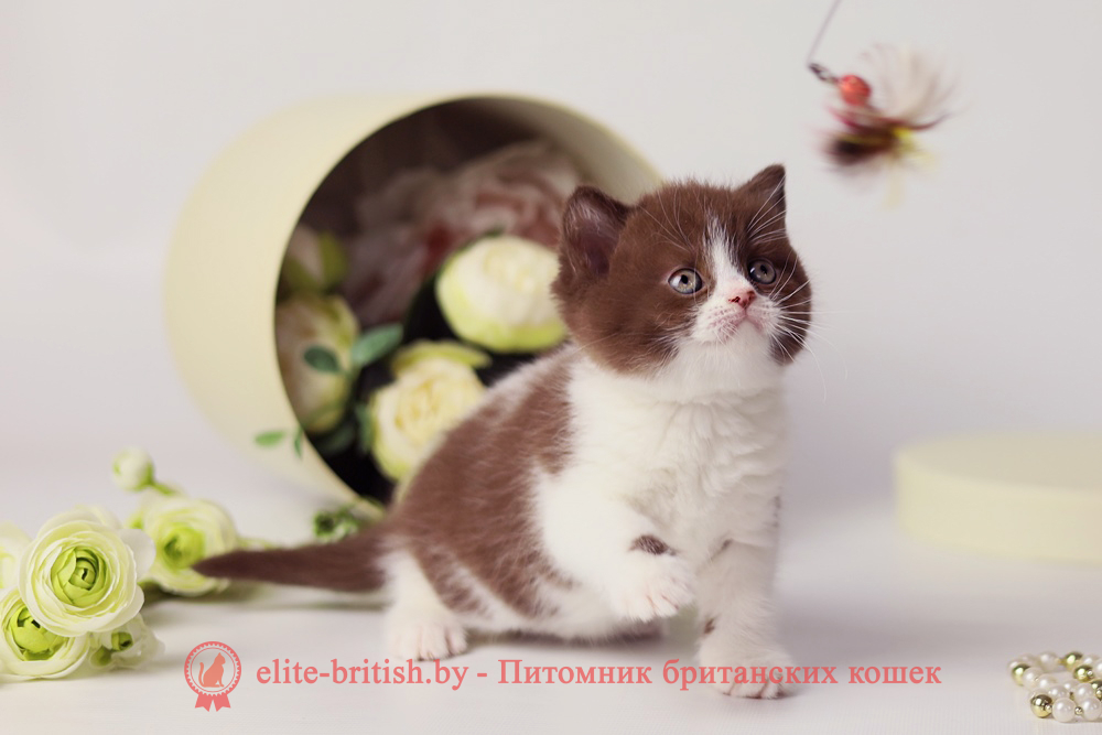 Британский котенок шоколад биколор окраса, девочка Udjina (Юджина), помет от 24.04.2025 шоколадные британцы фото, британские кошки шоколадного окраса фото, британские шоколадные котята фото, британские кошки шоколадный окрас, шоколадный британец, британская шоколадная кошка фото, британский шоколадный кот фото, купить британского котенка шоколадного окраса, котенок британец шоколадный? биколор британец, биколор британец, британские котята биколор фото, британцы биколор фото