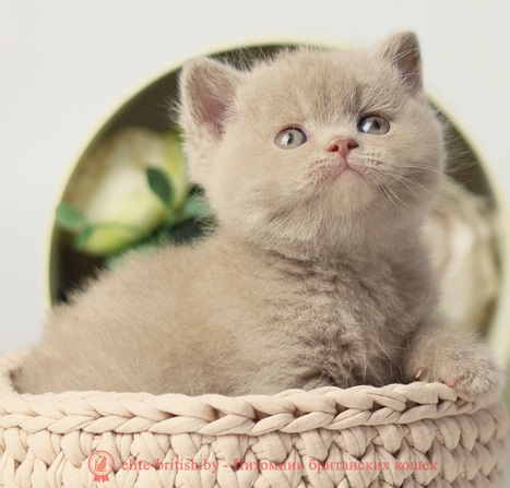 купить британского котенка, купить британца, циннамон британская кошка, кот британский циннамон , британский котенок циннамон , британская кошка фавн, британский кот фавн, британцы фавн, окрас фавн британских кошек, британская кошка фавн, британский кот фавн, британцы фавн, окрас фавн британских кошек, ЦИННАМОН британский короткошерстный котенок цвета корицы, британские котята цвета корицы, британский короткошерстный котенок цвета корицы