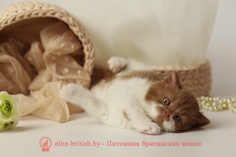Британский котенок циннамон биколор окраса, девочка Ustina (Юстина), помет от 24.04.2025 циннамон биколор британская кошка, кот британский циннамон биколор, британский котенок циннамон биколор , шоколадный ван британец, циннамон биколор британец, британские котята циннамон фото, британцы циннамон фото, циннамон британская кошка, кот британский циннамон арелекин, британский котенок , циннамон арелекин британец, британец, британские котята фото, британцы фото