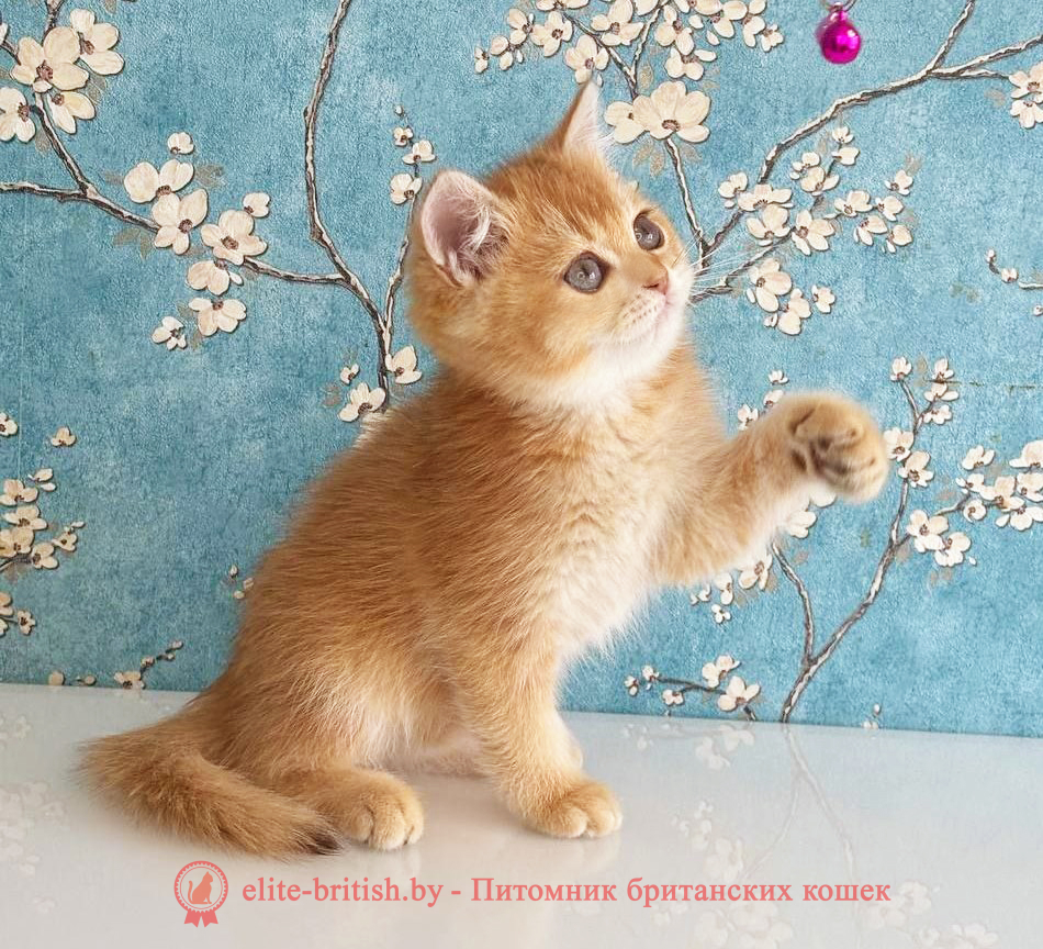 Британский котенок окраса золотая шиншилла, мальчик Nike (Найк), помет от 16.04.2025 шоколадное золото, британский шоколадный золотой котенок, золотой британец, британская кошка золотая шиншилла, британский кот шиншилла золотая, золотой тикированный британец, британец золотая шиншилла, британец золотистый, котята британские окрас золотая шиншилла, британская кошка золотая шиншилла фото, британец окрас золотая шиншилла фото, британский золотой котенок, длинношерстная британская золотая кошка, британские котята золотая шиншилла, британский золотистый кот, кот золотой британец , британцы окрас золотой, британцы окрас золотая шиншилла, котята британцы золотая шиншилла, золотистые британские котята, британские котята золотого окраса, британцы золотая шиншилла фото, золотой окрас британских кошек, британцы золотого окраса, британские котята золотого окраса, британец окрас золотая шиншилла, британские котята окраса золотая шиншилла, британская короткошерстная окраса золото