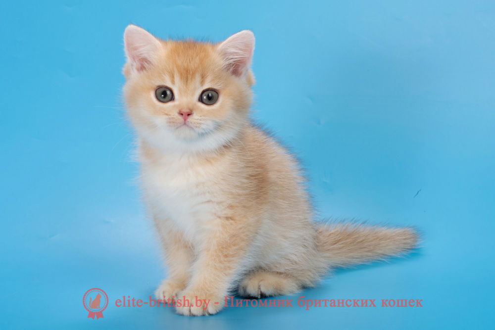 Британский котенок окраса золотая шиншилла, мальчик Patrik (Патрик), помет от 15.06.2025 золотые британцы фото, золотой британец, британская кошка золотая шиншилла, британский кот шиншилла золотая, золотой тикированный британец, британец золотая шиншилла, британец золотистый, котята британские окрас золотая шиншилла, британская кошка золотая шиншилла фото, британец окрас золотая шиншилла фото, британский золотой котенок, длинношерстная британская золотая кошка, британские котята золотая шиншилла, британский золотистый кот, кот золотой британец , британцы окрас золотой, британцы окрас золотая шиншилла, котята британцы золотая шиншилла, золотистые британские котята, британские котята золотого окраса, британцы золотая шиншилла фото, золотой окрас британских кошек, британцы золотого окраса, британские котята золотого окраса, британец окрас золотая шиншилла