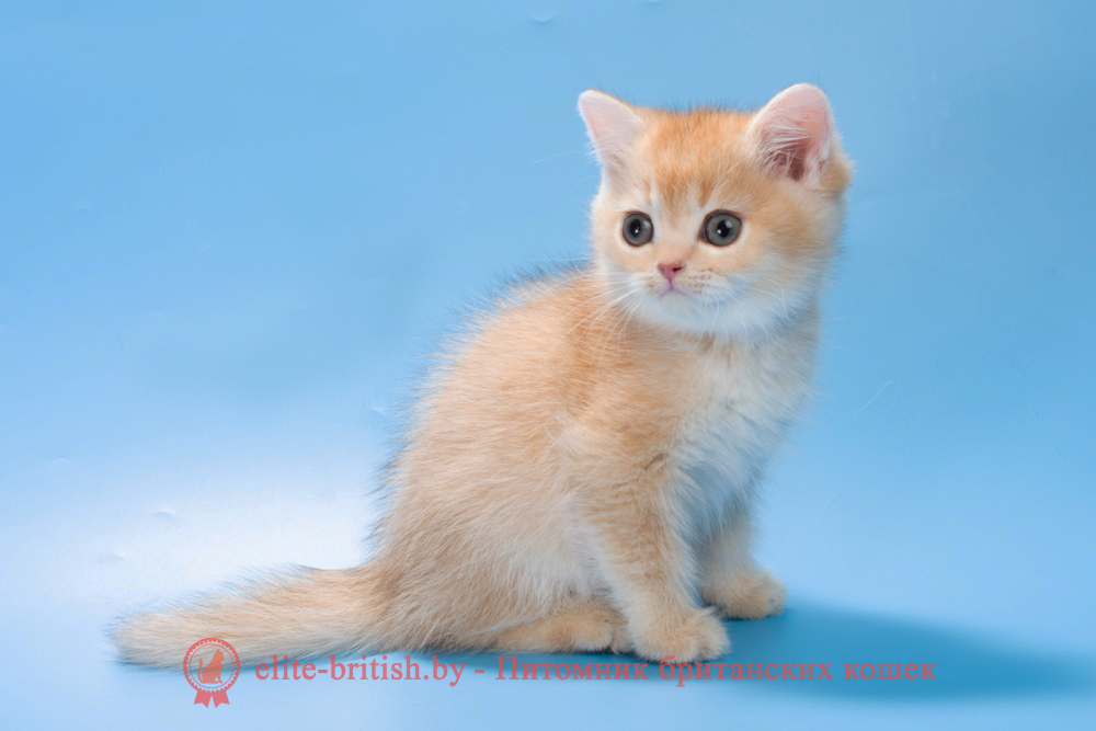 Британский котенок окраса золотая шиншилла, мальчик Patrik (Патрик), помет от 15.06.2025 золотые британцы фото, золотой британец, британская кошка золотая шиншилла, британский кот шиншилла золотая, золотой тикированный британец, британец золотая шиншилла, британец золотистый, котята британские окрас золотая шиншилла, британская кошка золотая шиншилла фото, британец окрас золотая шиншилла фото, британский золотой котенок, длинношерстная британская золотая кошка, британские котята золотая шиншилла, британский золотистый кот, кот золотой британец , британцы окрас золотой, британцы окрас золотая шиншилла, котята британцы золотая шиншилла, золотистые британские котята, британские котята золотого окраса, британцы золотая шиншилла фото, золотой окрас британских кошек, британцы золотого окраса, британские котята золотого окраса, британец окрас золотая шиншилла