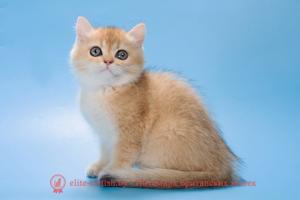 Британский котенок окраса золотая шиншилла, девочка Patsy (Пэтси), помет от 15.06.2025 золотые британцы фото, золотой британец, британская кошка золотая шиншилла, британский кот шиншилла золотая, золотой тикированный британец, британец золотая шиншилла, британец золотистый, котята британские окрас золотая шиншилла, британская кошка золотая шиншилла фото, британец окрас золотая шиншилла фото, британский золотой котенок, длинношерстная британская золотая кошка, британские котята золотая шиншилла, британский золотистый кот, кот золотой британец , британцы окрас золотой, британцы окрас золотая шиншилла, котята британцы золотая шиншилла, золотистые британские котята, британские котята золотого окраса, британцы золотая шиншилла фото, золотой окрас британских кошек, британцы золотого окраса, британские котята золотого окраса, британец окрас золотая шиншилла