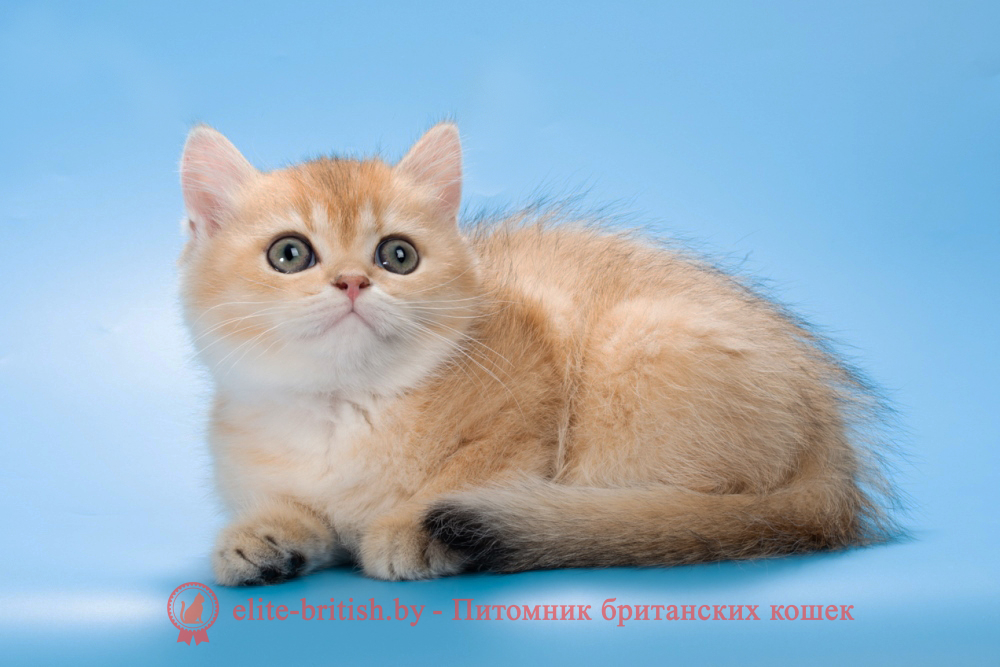 Британский котенок окраса золотая шиншилла, девочка Patsy (Пэтси), помет от 15.06.2025 золотые британцы фото, золотой британец, британская кошка золотая шиншилла, британский кот шиншилла золотая, золотой тикированный британец, британец золотая шиншилла, британец золотистый, котята британские окрас золотая шиншилла, британская кошка золотая шиншилла фото, британец окрас золотая шиншилла фото, британский золотой котенок, длинношерстная британская золотая кошка, британские котята золотая шиншилла, британский золотистый кот, кот золотой британец , британцы окрас золотой, британцы окрас золотая шиншилла, котята британцы золотая шиншилла, золотистые британские котята, британские котята золотого окраса, британцы золотая шиншилла фото, золотой окрас британских кошек, британцы золотого окраса, британские котята золотого окраса, британец окрас золотая шиншилла