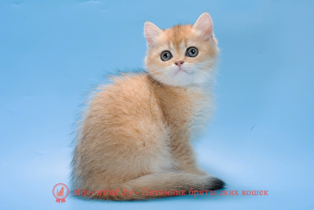 Британский котенок окраса золотая шиншилла, девочка Patsy (Пэтси), помет от 15.06.2025 золотые британцы фото, золотой британец, британская кошка золотая шиншилла, британский кот шиншилла золотая, золотой тикированный британец, британец золотая шиншилла, британец золотистый, котята британские окрас золотая шиншилла, британская кошка золотая шиншилла фото, британец окрас золотая шиншилла фото, британский золотой котенок, длинношерстная британская золотая кошка, британские котята золотая шиншилла, британский золотистый кот, кот золотой британец , британцы окрас золотой, британцы окрас золотая шиншилла, котята британцы золотая шиншилла, золотистые британские котята, британские котята золотого окраса, британцы золотая шиншилла фото, золотой окрас британских кошек, британцы золотого окраса, британские котята золотого окраса, британец окрас золотая шиншилла