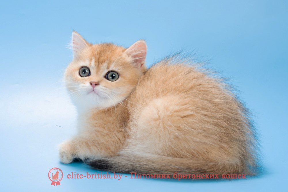 Британский котенок окраса золотая шиншилла, девочка Patsy (Пэтси), помет от 15.06.2025 золотые британцы фото, золотой британец, британская кошка золотая шиншилла, британский кот шиншилла золотая, золотой тикированный британец, британец золотая шиншилла, британец золотистый, котята британские окрас золотая шиншилла, британская кошка золотая шиншилла фото, британец окрас золотая шиншилла фото, британский золотой котенок, длинношерстная британская золотая кошка, британские котята золотая шиншилла, британский золотистый кот, кот золотой британец , британцы окрас золотой, британцы окрас золотая шиншилла, котята британцы золотая шиншилла, золотистые британские котята, британские котята золотого окраса, британцы золотая шиншилла фото, золотой окрас британских кошек, британцы золотого окраса, британские котята золотого окраса, британец окрас золотая шиншилла