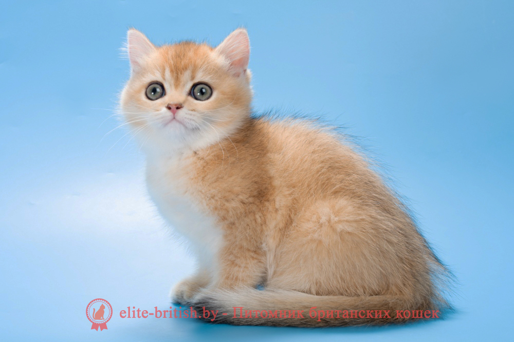 Британский котенок окраса золотая шиншилла, девочка Patsy (Пэтси), помет от 15.06.2025 золотые британцы фото, золотой британец, британская кошка золотая шиншилла, британский кот шиншилла золотая, золотой тикированный британец, британец золотая шиншилла, британец золотистый, котята британские окрас золотая шиншилла, британская кошка золотая шиншилла фото, британец окрас золотая шиншилла фото, британский золотой котенок, длинношерстная британская золотая кошка, британские котята золотая шиншилла, британский золотистый кот, кот золотой британец , британцы окрас золотой, британцы окрас золотая шиншилла, котята британцы золотая шиншилла, золотистые британские котята, британские котята золотого окраса, британцы золотая шиншилла фото, золотой окрас британских кошек, британцы золотого окраса, британские котята золотого окраса, британец окрас золотая шиншилла