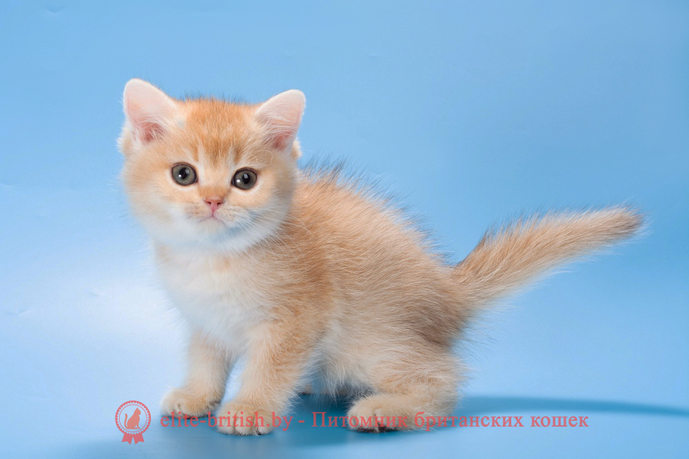 Британский котенок окраса золотая шиншилла, мальчик Patrik (Патрик), помет от 15.06.2025 золотые британцы фото, золотой британец, британская кошка золотая шиншилла, британский кот шиншилла золотая, золотой тикированный британец, британец золотая шиншилла, британец золотистый, котята британские окрас золотая шиншилла, британская кошка золотая шиншилла фото, британец окрас золотая шиншилла фото, британский золотой котенок, длинношерстная британская золотая кошка, британские котята золотая шиншилла, британский золотистый кот, кот золотой британец , британцы окрас золотой, британцы окрас золотая шиншилла, котята британцы золотая шиншилла, золотистые британские котята, британские котята золотого окраса, британцы золотая шиншилла фото, золотой окрас британских кошек, британцы золотого окраса, британские котята золотого окраса, британец окрас золотая шиншилла