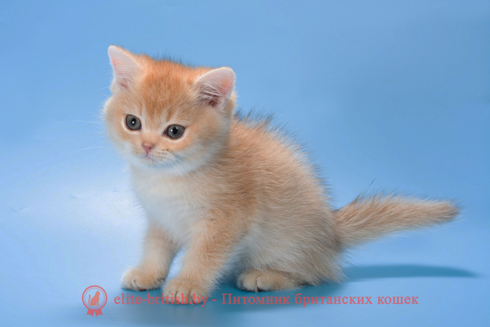Британский котенок окраса золотая шиншилла, мальчик Patrik (Патрик), помет от 15.06.2025 золотые британцы фото, золотой британец, британская кошка золотая шиншилла, британский кот шиншилла золотая, золотой тикированный британец, британец золотая шиншилла, британец золотистый, котята британские окрас золотая шиншилла, британская кошка золотая шиншилла фото, британец окрас золотая шиншилла фото, британский золотой котенок, длинношерстная британская золотая кошка, британские котята золотая шиншилла, британский золотистый кот, кот золотой британец , британцы окрас золотой, британцы окрас золотая шиншилла, котята британцы золотая шиншилла, золотистые британские котята, британские котята золотого окраса, британцы золотая шиншилла фото, золотой окрас британских кошек, британцы золотого окраса, британские котята золотого окраса, британец окрас золотая шиншилла