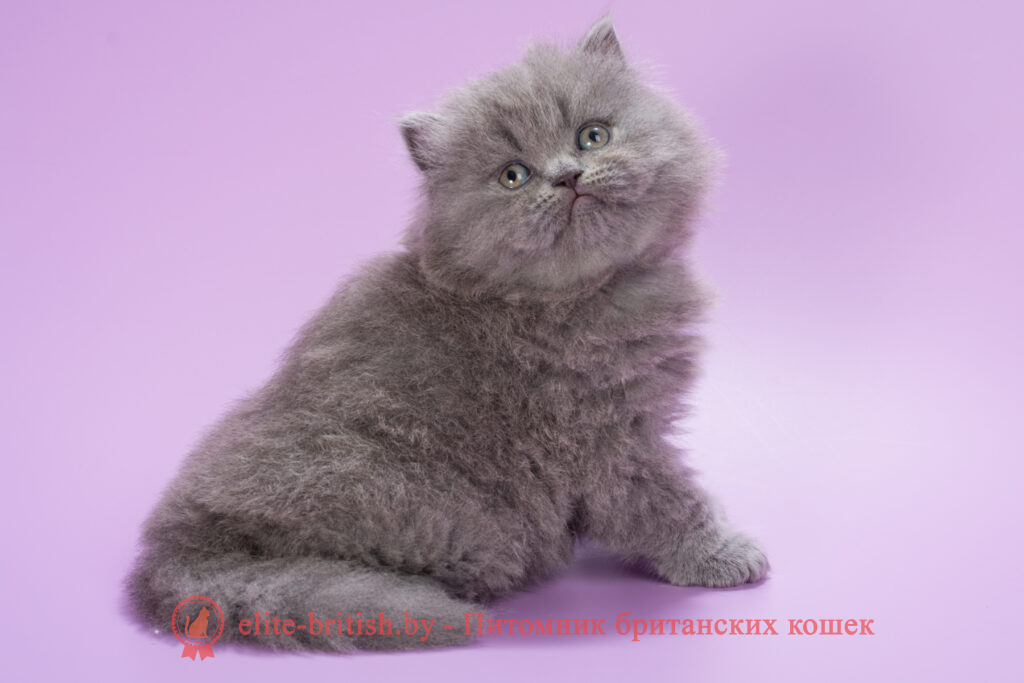 Британский длинношерстный котенок голубого окраса, девочка Ellie (Элли), помет от 10.05.2025 купить британского котенка, купить британца, британец голубой фото, голубые британцы фото, британский кошки голубой, британская голубая кошка, британская голубая кошка фото, британской голубой кошки фото, кот британский голубой, коты британские голубые, голубые британские котята фото, британский голубой котенок фото, британский голубой кот фото, фото британского голубого кота, окрас британских котят голубой фото, британские котята голубого окраса фото, британцы коты фото голубые